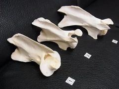 高品質 ケープアラジゲリスの頭骨 - メルカリ