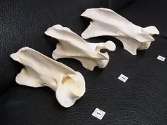 ケープキリン South African Giraffe 首の骨 頚椎 - メルカリ