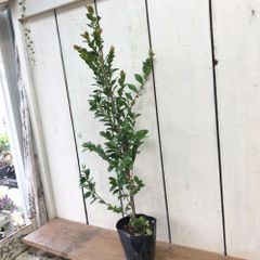 ヒサカキ4.5号苗