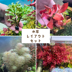 【相談ページ】水草レイアウトセット　アクアリウム