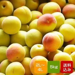 完熟南高梅 訳あり 5kg 超完熟 サイズ無選別 2L-4L 梅干し用 梅酒用 梅ジュース用 大分県産