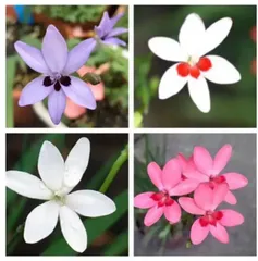 秋蒔き‼️清楚で可愛いヒメヒオウの種　4色のサムネイル