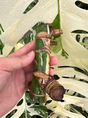 お得な極上茎【発根済み】斑入り モンステラ ホワイトタイガー