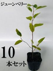 逸品。ジューンベリー大株立ち1.7M(鉢底から)品番B - メルカリ