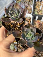 ダークムーン 2苗 抜き苗 多肉植物 モフ多肉 エケベリア