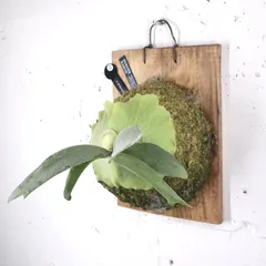 TT@様専用 moja & P. willinckii original インテリア小物 植物/観葉