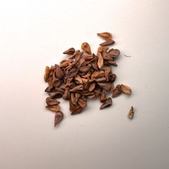 種子】 Boswellia aspleniifolia 5粒 - メルカリ