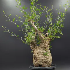 2025年最新】オペルクリカリア パキプス現地球の人気アイテム