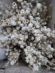 Item thumbnail for item e718a844-a423-4c9a-83ea-fcb34847ce0c