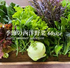 【クール便】季節の西洋野菜 60サイズ 野菜セット 野菜詰め合わせ