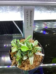 ブセファランドラ sp. ピグマエアマーブル　大きめ株 B