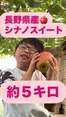 最後の1箱【クール便送料無料】長野県産シナノスイート　りんご　　約５キロ