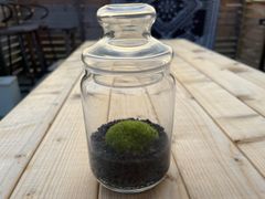 有福MOSS ガラスポップジャーテラリウム