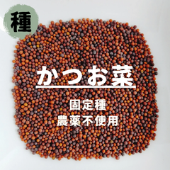 【種】かつお菜　カツオナ　農薬不使用　300粒