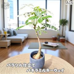 パキラミルキーウェイ×ムーンライトミックス 接木 無機質用土 110cm|6A