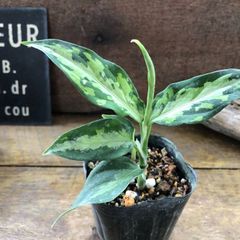パリジェンヌ♡植物販売 パリジェンヌ - メルカリShops