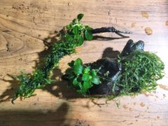381．流木付き水草 アヌビアスナナプチ 南米ウィローモス