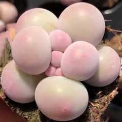 多肉植物　ぷくぷく系　団子チーズ　2-3cm 小苗　抜き苗　3苗1セット
