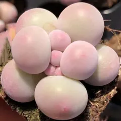 多肉植物　ぷくぷく系　団子チーズ　2-3cm  抜き苗　2苗1セット