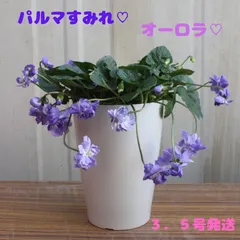 2024年最新】パルマスミレの人気アイテム - メルカリ 