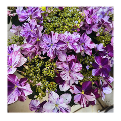 【花芽なし】ガクアジサイ：衣純千織（イズミチオリ）ブルー（5号鉢）絞り咲き紫陽花 塩原園芸　母の日　イズミチオリ　ガクアジサイ　ハイドランジア