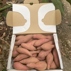 送料込み！残りわずか！種子島産  完熟安納芋  3sサイズ  約1.5k