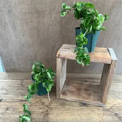 ホヤ ウェイマニアエ クラウディースカイ【現品・鉢タグ付・メルカリ便