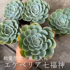 売却済み⑦⑧多肉　七福神　2ポットセット　ポットごと発送 2025年最新】多肉 七福神の人気アイテム - メルカリ