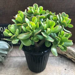 引き取り限定　超特大極太　金の成る木　成金草　マネーツリー　鉢植え 引き取り限定 超特大極太 金の成る木 成金草 マネーツリー 鉢植え