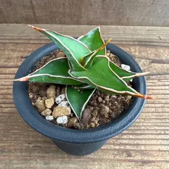 2025年最新】サンスベリア ピングイキュラの人気アイテム - メルカリ