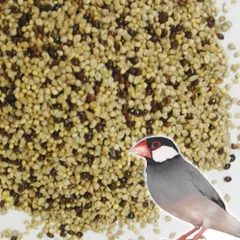 2026年最新】日本茶文鳥の人気アイテム - メルカリ