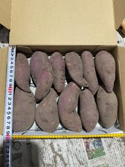 無農薬　さつまいも　紅はるか　⑩