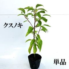 ベビーキウイ ケンズレッド メス 挿し木苗 抜き苗 H | Mercari