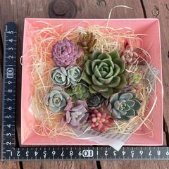 多肉植物　カット苗　詰め合わせ　多肉弁当　エケベリア　韓国苗入り　waikaの多肉