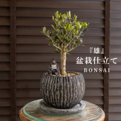 オリーブの木　シプレシーノ　約180cm　NO.1960　大型　現品掲載　古木 オリーブの木 シプレシーノ 約180cm NO.1960 大型 現品掲載 古木