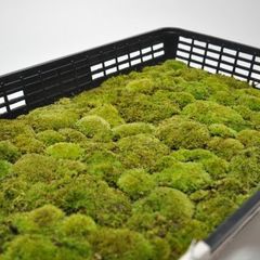 スナゴケ すな苔 50トレー 最安値 - メルカリ