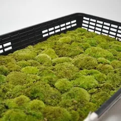 山苔(ヤマゴケ)大トレー(5枚セット)のサムネイル