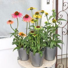 花苗 エキナセア シャイアンスピリット 3.5号 ピンク オレンジ ホワイト グリーン 秋までよく咲く 夏の花