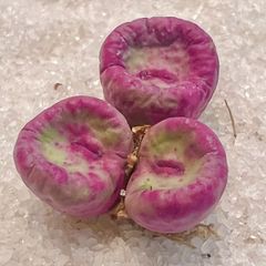 コノフィツム　希少紫色　パゲアエ　3頭群生1.5cm pageae 多肉植物 メセン 抜き苗 メルカリ便
