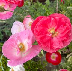 ひなげし（ポピー） 種30粒　花の種