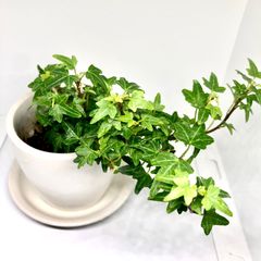 アイビー　へデラヘリックス ダックフット