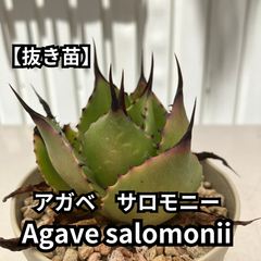【抜き苗】アガベ　サロモニー　Agave salomonii　2024-6-15-as2