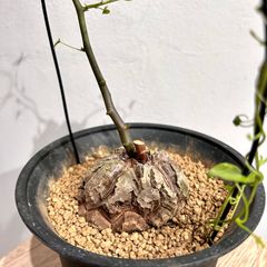 約6cm幅　ボコボコ割れ　亀甲竜　ディオスコレア　塊根植物  k26901