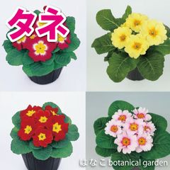 新登場！！【花のタネ】プリムラ・アプリミックス（約30粒）