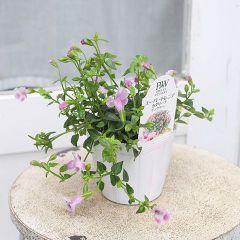 花苗 PW スーパートレニア カタリーナ ピンクリバー 3.5号 丈夫 よく育つ 夏の花