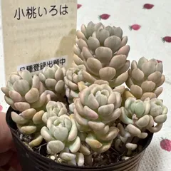 2025年最新】古都の 小桃いろはの人気アイテム - メルカリ