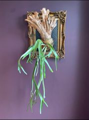 沖縄県内直接引渡し可】ビカクシダ ホルタミー 特大株 - メルカリ