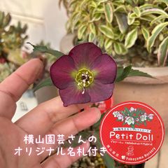 クリスマスローズ プチドール 横山園芸 - メルカリ クリスマスローズ プチドール 横山園芸 - メルカリ