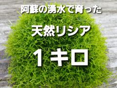 クールで発送 阿蘇の湧水で育った天然リシア  １キロ   (アナカリス ミズコケ ウィローモス)