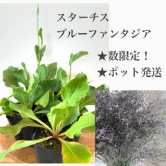 スターチス　ブルーファンタジア苗・苗木　★数限定！